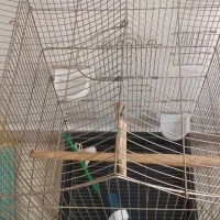 سه عدد قفس پرنده|لوازم جانبی حیوانات|تهران, ائمه اطهار|دیوار