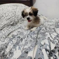 واگذاری توله شیتزو و اشپیتز