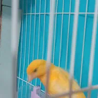 قناری ماده|پرنده|بیرجند, |دیوار