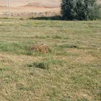 علف و یونجه