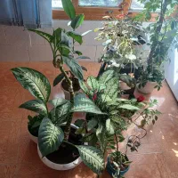 گل به علت اسباب  کشی|گل و گیاه طبیعی|جوانرود, |دیوار