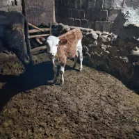 دوتا گوساله سیمنتال نر ماده