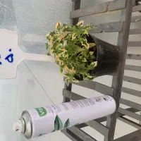 گل و گیاه|گل و گیاه طبیعی|یزد, |دیوار