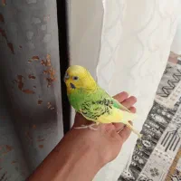 یک‌جفت‌مرغ‌عشق‌جوان