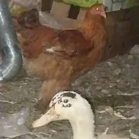 یک جفت اردک حدودایک ساله