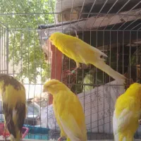 قناری رسمی بلند