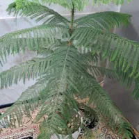 گل کاج مطبق|گل و گیاه طبیعی|شیراز, شهرک سعدی|دیوار