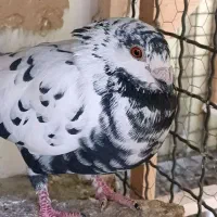 کبوتر جفت طوقی ماده گلی پلاکی|پرنده|شیراز, دشت چنار|دیوار
