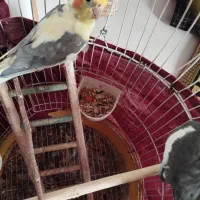 دو عدد عروس هلندی|پرنده|لولمان, |دیوار