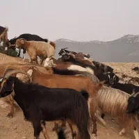 فروش ۱۲راس بز آبستن