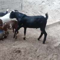 نری گوشتی وکهره جمولی