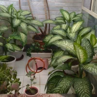 گل دیفین باخی بسیار زیبا بارشد خوب وعالی|گل و گیاه طبیعی|سنقر, |دیوار