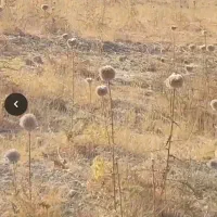 شرایط نگهداری از اسب شما را دارم