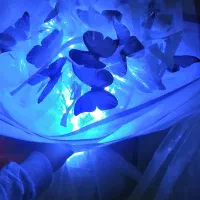 دسته گل پروانه ای