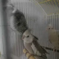 سرلاک طوطی دارای پروبیوتیک. اسپری ضد انگل|عمدهفروشی|قیدار, |دیوار