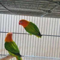 کوتوله مولد، ملنگو، قفس