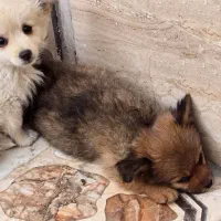 توله سگ خانگی شناسنامه دار