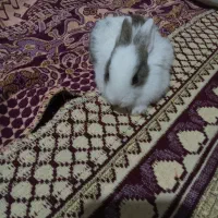 ۱۵۰هزارتومان|موش و خرگوش|اقبالیه, |دیوار