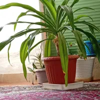 گل  ذرتی|گل و گیاه طبیعی|خرامه, |دیوار