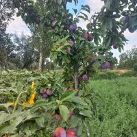 باغ 1000متری باآب دینام معاوضه فقط باخانه در شهرک|فروش دفتر صنعتی، کشاورزی، تجاری|خوی, |دیوار