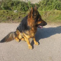 ژرمن شو ۱ ساله|سگ|بندر انزلی, لیچارگی حسن رود|دیوار