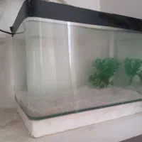آکواریوم شیشه خم|ماهی|قدس, شهر‌قدس|دیوار