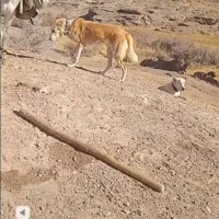 کوچ ۱۱ ماهه به گله خوبه دهن پاک