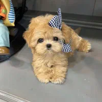 پودل، مالتیز،شیتزو|سگ|ارومیه, |دیوار