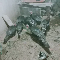 ۱۱بوقلمون ۸نروسه ماده ۵تا۷ کیلو