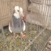 کبوتر|پرنده|شیراز, شهرک گلها|دیوار