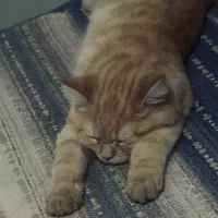 گربه بریتیش پرشین|گربه|ارومیه, |دیوار