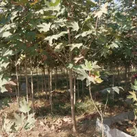 نهال چنار مشهد (.مقاوم ترین چنار .)|خدمات باغبانی و درختکاری|مشهد, نوید|دیوار