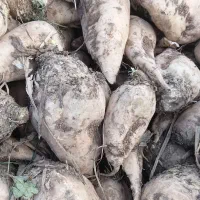 چعندر قند|خوردنی و آشامیدنی|بشاریات, |دیوار