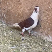 کفتر پشتی و یال