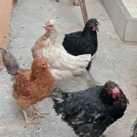 مرغ خروس