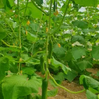 نیروی کار گلخانه