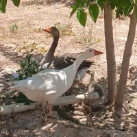 غاز نر و ماده و جوجه