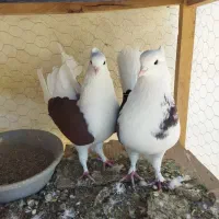 یک جفت دوبال سرخ آس