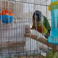 گرینچیک مولد تضمینی|پرنده|تبریز, |دیوار