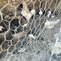 فروش 30عدد مرغ و اردک اسراییلی به صورت یکجا|حیوانات مزرعه|اسدآباد, |دیوار
