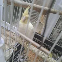 عروس هلندی|پرنده|پاکدشت, حصار امیر|دیوار