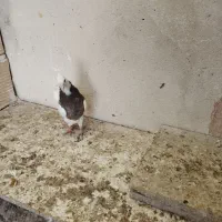 کبوتر|پرنده|پاکدشت, پاکدشت (مامازند)|دیوار