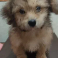 ترکیب اشپیدز و پامر