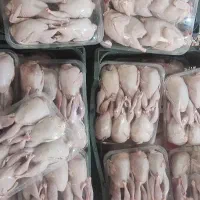 گوشت تازه بلدرچین کشتار روز