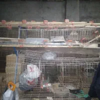 فروش وسایل مرغداری