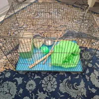 قفس|لوازم جانبی حیوانات|قم, آذر (نکویی)|دیوار