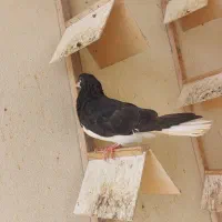 چپ سیاه|پرنده|جم, |دیوار