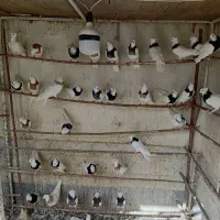 کفتر|پرنده|قم, کلهری|دیوار