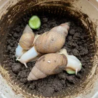 حلزون آچا تینا