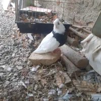 کفتر طوقی